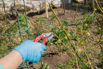 Hand in blue glove holds a brush with red handle of pruning shears. Spring. Summer. Edged scissors...