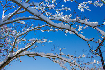 Abstract pattern of trees in a forest with snow on them on a cold winters day.