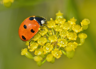 Ladybug on the plant flower.