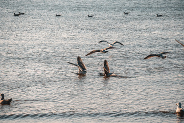 bird on beach