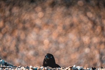 bird on beach