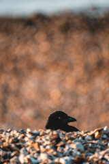bird on beach