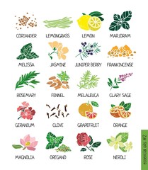 Color decorative set of essential oil plants. Plants for treatment by alternative methods, cosmetics, store, spa, health care, aromatherapy, homeopathy, Ayurved. Cute cartoon vector illustration