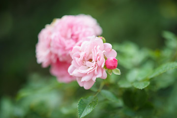 Beautiful pink roses flower in the garden