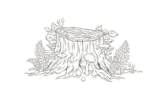 Stump. Hand drawn illustration isolated on a white background.
