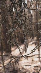 Dark spooky occult pagan witchcraft ritual legend forest roots branches texture. Photo wallpaper background in retro vintage processing. Social network media story banner standard vertical dimension