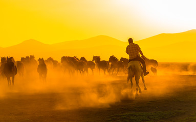 Fototapeta na wymiar Images of wild horses at sunset. (Yılkı Atları). Hürmetçi, Kayseri, Turkey.