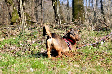 Funny dachshund puppy is digging hole on o meadow