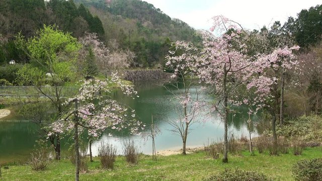 桜と湖 広島県世羅 4K / Cherry blossoms with the lake in Hiroshima