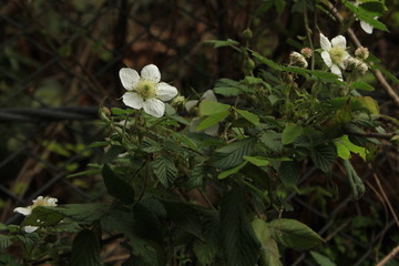 クサイチゴの花