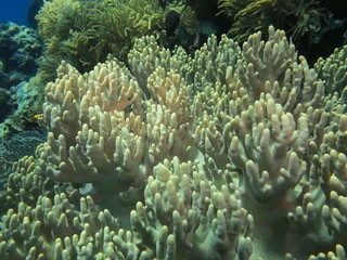 Naklejka na ściany i meble The amazing and mysterious underwater world of Indonesia, North Sulawesi, Manado, soft coral