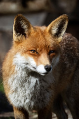 Rotfuchs Nahaufnahme 