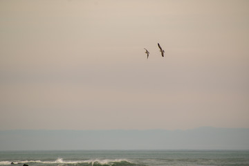Fototapeta na wymiar couple of seagulls flying during sunset