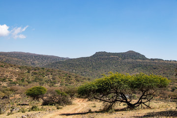 Forest with Baobab trees near Salalah in Oman