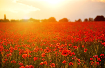 Field with red poppies flowers at sunset. A beautiful view of the flowering of millions of poppies. Selective artful focus.