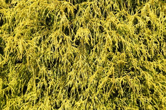 Golden cypress.