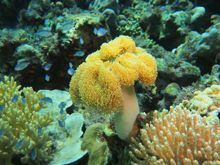 The amazing and mysterious underwater world of Indonesia, North Sulawesi, Manado, soft coral