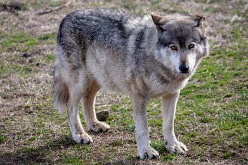 Golden-eyed wolf, Chabrières wolf park, France