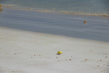 Crab at Fazayat beach near salalah in Oman