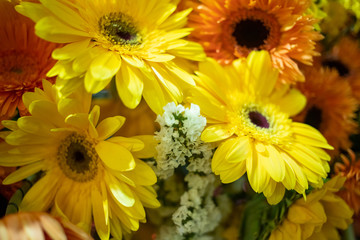 Soft pastel color tone of bouquet of chrysanthemum flowers