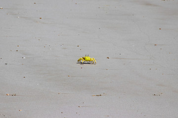 Crab at Fazayat beach near salalah in Oman