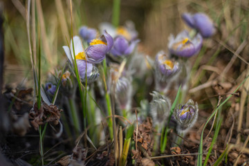 Morning walk through the woods in search of dream grass, the city of Boyarka. Kiev region. Ukraine. 03. 29. 2020