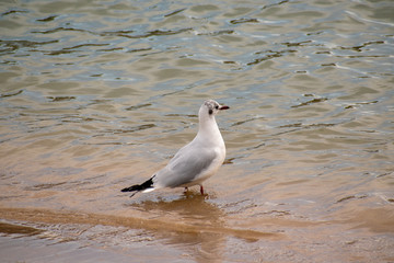 Black headed gull