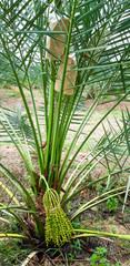 Obraz na płótnie Canvas Soft fruits of phoenix dactylifera palm tree, date palm