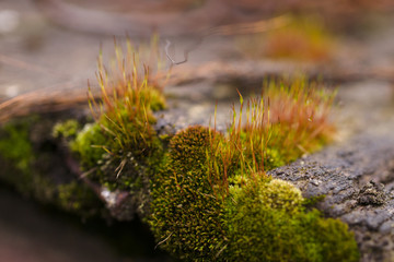 Fresh green and yellow moss with blurred background. Close up view with a small depth of field far away. Stock photography of forest green and yellow moss