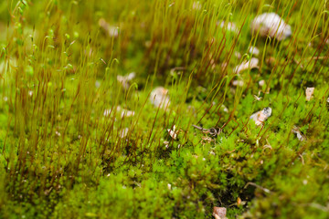 Fresh green and yellow moss with blurred background. Close up view with a small depth of field far away. Stock photography of forest green and yellow moss