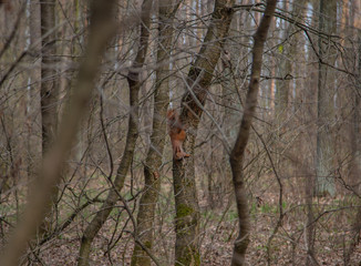 Morning walk through the woods in search of dream grass, the city of Boyarka. Kiev region. Ukraine. 03. 29. 2020