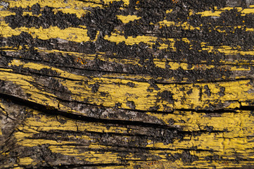 Naklejka premium A part of old yellow wooden fence. The yellow paint on wood is old and cracked. Perfect painted wooden texture.
