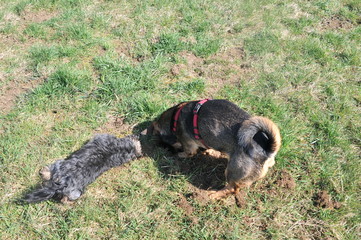 Two dogs digging in the grass