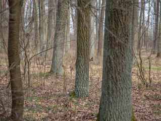 Morning walk through the woods in search of dream grass, the city of Boyarka. Kiev region. Ukraine. 03. 29. 2020