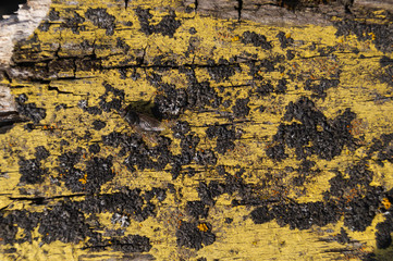 A part of old yellow wooden fence. The yellow paint on wood is old and cracked. Perfect painted wooden texture.