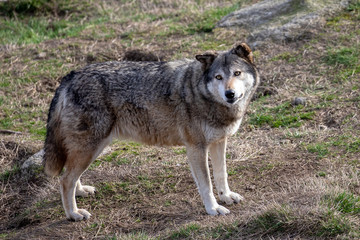 Naklejka na ściany i meble Golden-eyed wolf, Chabrières wolf park, France
