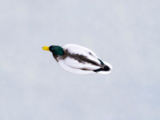 Ente von Oben Stockente