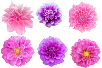 Multi Color Dahlia flower on white background. Photo with clipping path.
