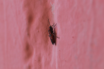 Redbug on pink wall closeup with blurred background.
