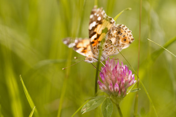 An orange butterfly on wildflower on soft green blurred background.