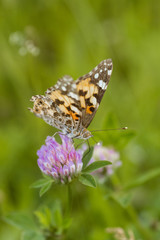 An orange butterfly on wildflower on soft green blurred background.
