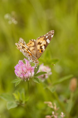 An orange butterfly on wildflower on soft green blurred background.
