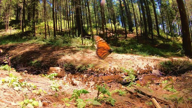 slow motion monarch butterflies in michoacan, mexico