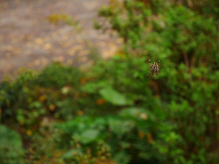 Spider sitting in the middle of his web waiting for pray.