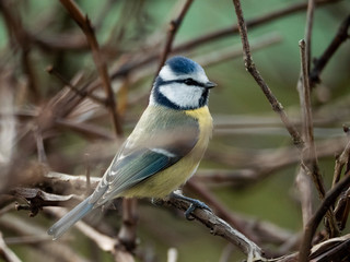 Blaumeise Nahaufnahme Kopf