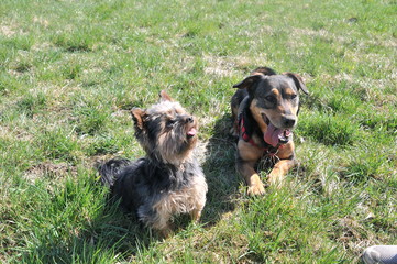 Dachshund and yorkshire terrier sitting in the grass