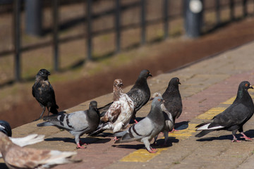 Obraz premium Pigeons on the edge of the railway platform.