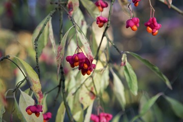 red flowers in the garden