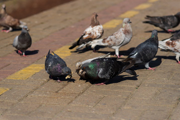 Obraz premium Pigeons on the edge of the railway platform.