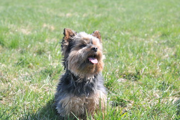 Yorkshire Terrier sitting on grass